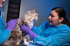 Radioactive Iodine Treatment for Cats.