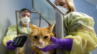 Radioactive Iodine Treatment for Cats.