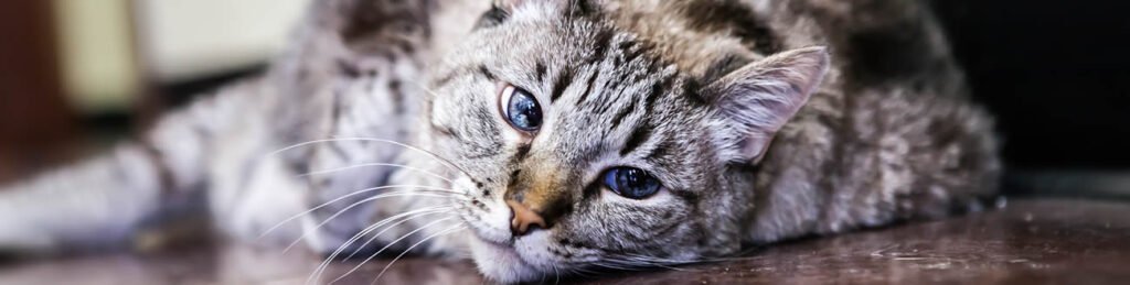 Radioactive Iodine Treatment for Cats.